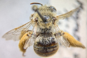  ( - CNC880252)  @11 [ ] by-sa - CreativeCommons - Attribution Share-Alike  Unspecified Canadian National Collection of Insects, Arachnids and Nematodes