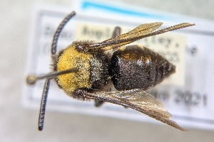  ( - CNC891709)  @11 [ ] by-sa - CreativeCommons - Attribution Share-Alike  Unspecified Canadian National Collection of Insects, Arachnids and Nematodes