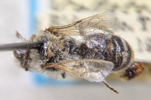  (Colletes birkmanni - CNC899795)  @11 [ ] by-sa - CreativeCommons - Attribution Share-Alike  Unspecified Canadian National Collection of Insects, Arachnids and Nematodes