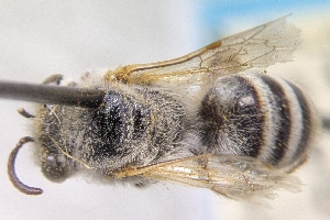  (Colletes daleae - CNC899878)  @11 [ ] by-sa - CreativeCommons - Attribution Share-Alike  Unspecified Canadian National Collection of Insects, Arachnids and Nematodes