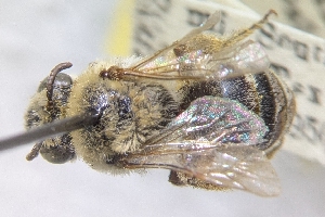  (Colletes saritensis - CNC901762)  @11 [ ] by-sa - CreativeCommons - Attribution Share-Alike  Unspecified Canadian National Collection of Insects, Arachnids and Nematodes