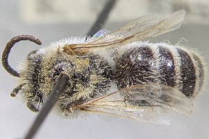  (Colletes swenki - CNC901960)  @11 [ ] by-sa - CreativeCommons - Attribution Share-Alike  Unspecified Canadian National Collection of Insects, Arachnids and Nematodes