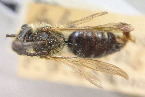  ( - CNCHYM53882)  @11 [ ] by-sa - CreativeCommons - Attribution Share-Alike  Unspecified Canadian National Collection of Insects, Arachnids and Nematodes