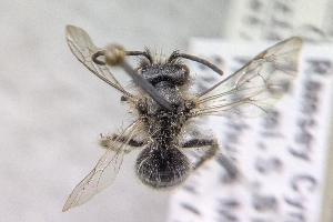  ( - CNCHYM54264)  @11 [ ] by-sa - CreativeCommons - Attribution Share-Alike  Unspecified Canadian National Collection of Insects, Arachnids and Nematodes