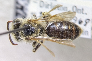  ( - CNCHYM54544)  @11 [ ] by-sa - CreativeCommons - Attribution Share-Alike  Unspecified Canadian National Collection of Insects, Arachnids and Nematodes