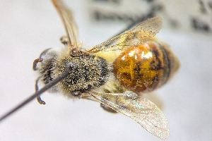  ( - CNCHYM56204)  @11 [ ] by-sa - CreativeCommons - Attribution Share-Alike  Unspecified Canadian National Collection of Insects, Arachnids and Nematodes