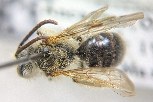  ( - CNCHYM56367)  @11 [ ] by-sa - CreativeCommons - Attribution Share-Alike  Unspecified Canadian National Collection of Insects, Arachnids and Nematodes