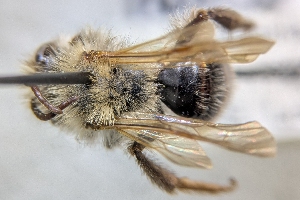  ( - CNCHYM57890)  @11 [ ] by-sa - CreativeCommons - Attribution Share-Alike  Unspecified Canadian National Collection of Insects, Arachnids and Nematodes
