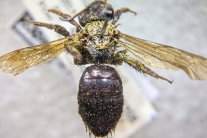  (Andrena pertristis - CNCHYM57891)  @11 [ ] by-sa - CreativeCommons - Attribution Share-Alike  Unspecified Canadian National Collection of Insects, Arachnids and Nematodes