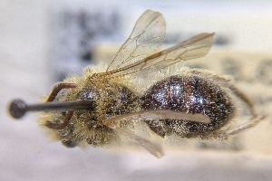  ( - CNCHYM59682)  @11 [ ] by-sa - CreativeCommons - Attribution Share-Alike  Unspecified Canadian National Collection of Insects, Arachnids and Nematodes