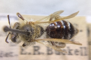  ( - CNCHYM60021)  @11 [ ] by-sa - CreativeCommons - Attribution Share-Alike  Unspecified Canadian National Collection of Insects, Arachnids and Nematodes