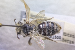  ( - CNCHYM60246)  @11 [ ] by-sa - CreativeCommons - Attribution Share-Alike  Unspecified Canadian National Collection of Insects, Arachnids and Nematodes