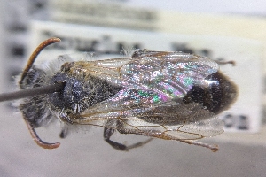  ( - CNCHYM60578)  @11 [ ] by-sa - CreativeCommons - Attribution Share-Alike  Unspecified Canadian National Collection of Insects, Arachnids and Nematodes