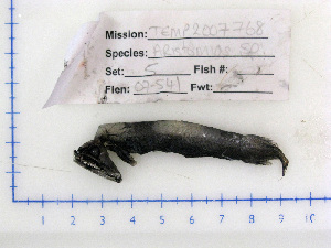  (Aristostomias tittmanni - 07-541)  @12 [ ] Unspecified (default): All Rights Reserved  Unspecified Unspecified