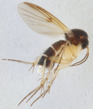  (Mycetophila immaculata - DIPT-JS-2015-0038)  @12 [ ] CreativeCommons - Attribution Non-Commercial (2015) Marko Mutanen University of Oulu