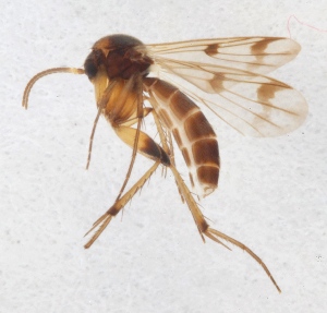  (Mycetophila uliginosa - DIPT-JS-2015-0129)  @14 [ ] CreativeCommons - Attribution Non-Commercial (2015) Marko Mutanen University of Oulu