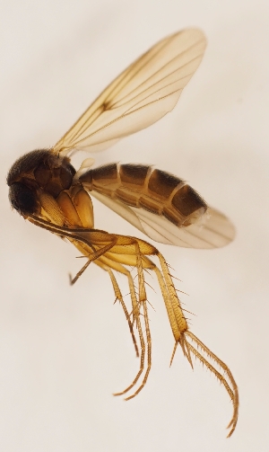  (Mycetophila boreocruciator - DIPT-JS-2016-0623)  @13 [ ] CreativeCommons - Attribution Non-Commercial (2016) Marko Mutanen University of Oulu