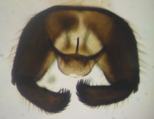  ( - JS-COI-2016-0057)  @11 [ ] CreativeCommons - Attribution Non-Commercial (2016) Marko Mutanen University of Oulu