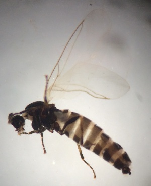 (Apiloscatopse flavocincta - JS-COI-2016-0148)  @11 [ ] CreativeCommons - Attribution Non-Commercial (2016) Marko Mutanen University of Oulu