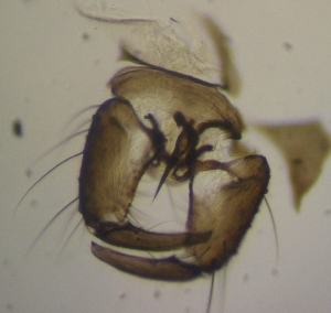  (Dasyhelea cf. punctosa - JS-COI-2016-0173)  @11 [ ] CreativeCommons - Attribution Non-Commercial (2016) Marko Mutanen University of Oulu
