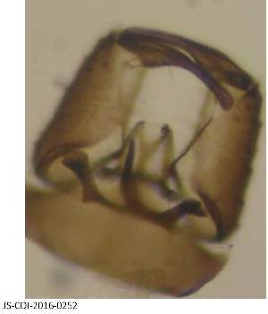  (Dasyhelea calycata - JS-COI-2016-0252)  @11 [ ] CreativeCommons - Attribution Non-Commercial (2016) Marko Mutanen University of Oulu