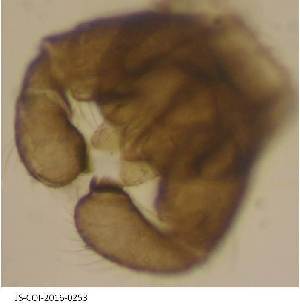  (Winnertzia bulbifera - JS-COI-2016-0253)  @11 [ ] CreativeCommons - Attribution Non-Commercial (2016) Marko Mutanen University of Oulu