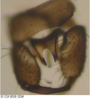  (Dasyhelea unicolor - JS-COI-2016-0256)  @11 [ ] CreativeCommons - Attribution Non-Commercial (2016) Marko Mutanen University of Oulu