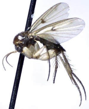  (Mycetophila triangulata - MYC_AP_00053)  @11 [ ] by-nc (2021) Unspecified Forest Research Institute, Petrozavodsk