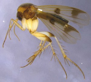  (Mycetophila triangularis - MYC_JJ_2021_15)  @11 [ ] by-nc (2021) Unspecified Regional Museum of Lapland, Rovaniemi