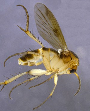  (Mycetophila subsigillata - MYC_JJ_2021_4)  @11 [ ] by-nc (2021) Unspecified Regional Museum of Lapland, Rovaniemi