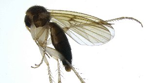  (Mycetophila monstera - NVO.LMM-Myc-1874)  @11 [ ] by-nc (2021) Unspecified Regional Museum of Lapland, Rovaniemi