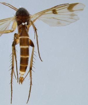  (Mycetophila lapponica - NVO.LMM-Myc-1471)  @11 [ ] by-nc (2021) Unspecified Regional Museum of Lapland, Rovaniemi