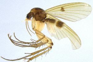  (Mycetophila confusa - NVO.LMM-Myc-2130)  @11 [ ] by-nc (2021) Unspecified Regional Museum of Lapland, Rovaniemi