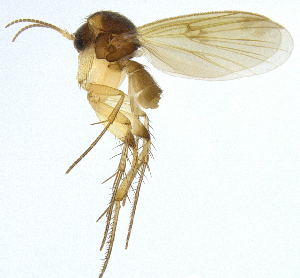  (Mycetophila unguiculata - NVO.LMM-Myc-2145)  @11 [ ] by-nc (2021) Unspecified Regional Museum of Lapland, Rovaniemi