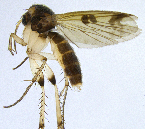  (Mycetophila lobulata - NVO.LMM-Myc-2176)  @11 [ ] by-nc (2021) Unspecified Regional Museum of Lapland, Rovaniemi