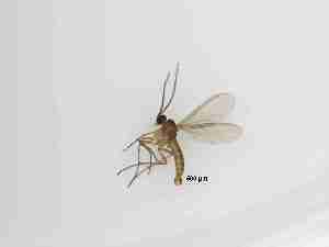 (Corynoptera sp. 5_TM - LW-XG618-2)  @11 [ ] CreativeCommonsAttribution Non-Commercial (2018) Unspecified Zhejiang A&F University