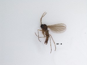  ( - LW-QMT331)  @11 [ ] CreativeCommons  Attribution
Non-Commercial Share-Alike (2019) Unspecified Zhejiang A&F University