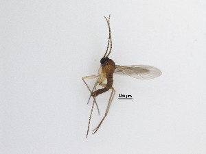  (Dichopygina sp. 13_TM - LW-XG547)  @11 [ ] CreativeCommons  Attribution
Non-Commercial Share-Alike (2019) Unspecified Zhejiang A&F University