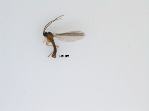  (Sciaridae_genus_JH01 sp. 19_TM - LW-XG896)  @11 [ ] CreativeCommons  Attribution
Non-Commercial Share-Alike (2019) Unspecified Zhejiang A&F University