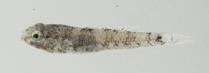  (Palutrus pruinosa - SCIL-055)  @11 [ ] CreativeCommons  Attribution Non-Commercial (by-nc) (2014) Unspecified Smithsonian Institution National Museum of Natural History