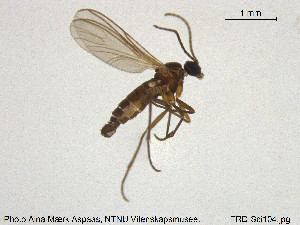  ( - TRD-Sci104)  @11 [ ] CreativeCommons - Attribution Non-Commercial Share-Alike (2015) NTNU University Museum, Department of Natural History NTNU University Museum, Department of Natural History