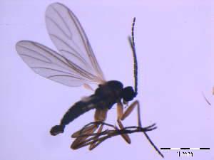  ( - bf-sci-00037)  @11 [ ] CreativeCommons - Attribution Share-Alike (2014) OlsenGammelmo BioFokus