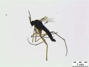  (Corynoptera hypopygialis - bf-sci-00162)  @12 [ ] CreativeCommons - Attribution Non-Commercial Share-Alike (2014) Oivind Gammelmo BioFokus