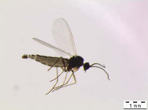  ( - bf-sci-00200)  @12 [ ] CreativeCommons - Attribution Non-Commercial Share-Alike (2014) Oivind Gammelmo BioFokus