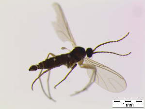  ( - bf-sci-00216)  @11 [ ] CreativeCommons - Attribution Non-Commercial Share-Alike (2014) Oivind Gammelmo BioFokus