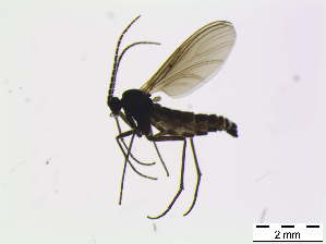  ( - bf-sci-00256)  @11 [ ] CreativeCommons - Attribution Non-Commercial Share-Alike (2014) Oivind Gammelmo BioFokus