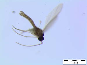  ( - bf-sci-00284b)  @11 [ ] CreativeCommons - Attribution Non-Commercial Share-Alike (2015) Oivind Gammelmo BioFokus