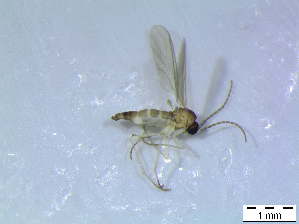  ( - bf-sci-00343)  @11 [ ] CreativeCommons - Attribution Non-Commercial Share-Alike (2015) Oivind Gammelmo / Kjell Magne Olsen BioFokus