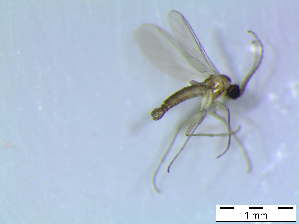  ( - bf-sci-00365)  @11 [ ] CreativeCommons - Attribution Non-Commercial Share-Alike (2015) Oivind Gammelmo / Kjell Magne Olsen BioFokus