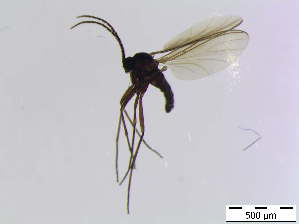  ( - bf-sci-00658)  @11 [ ] CreativeCommons - Attribution Non-Commercial Share-Alike (2015) Oivind Gammelmo BioFokus